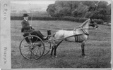 horse and cart mystery
